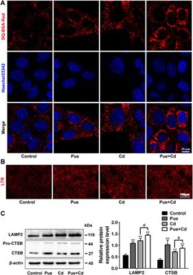 Puerarin Restores Autophagosome-Lysosome Fusion to Alleviate Cadmium-Induced Autophagy Blockade via Restoring the Expression of Rab7 in Hepatocytes